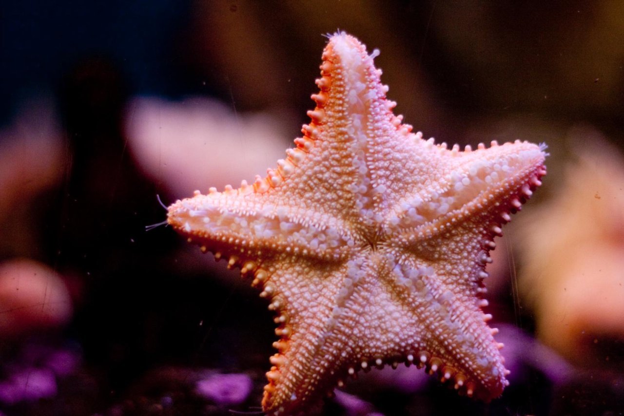 Ученые узнали, где скрывается голова морских звезд